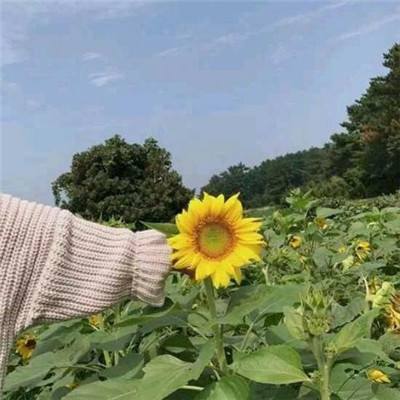 黑暗领地破解版下载